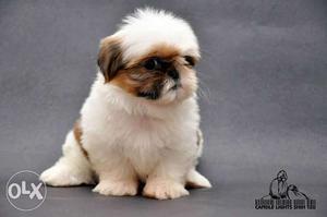 Cute superb quality shih tzu male puppy