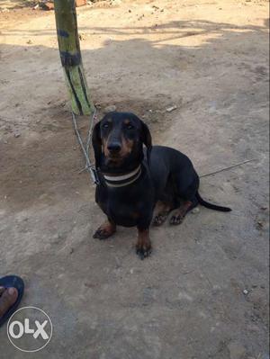 Dachshund female pure breed 3 and half years old Fully