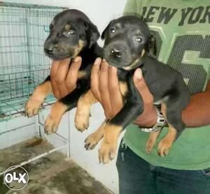 Doberman available male  Female  available
