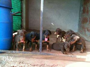 Doberman puppies available