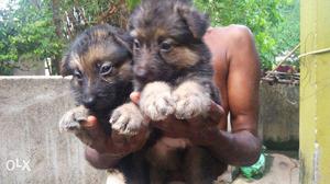 Double coated gsd pups for sell