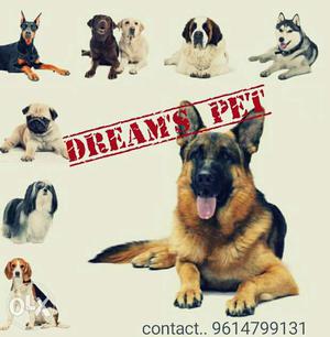 Dream's Pet Signage