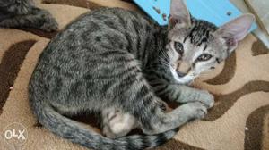 Egyptian Mau Kitten for sale