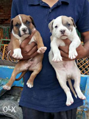 Excellent Quality American Pitbull Puppy For Sell