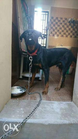Excellent Rottweiler is available for sale