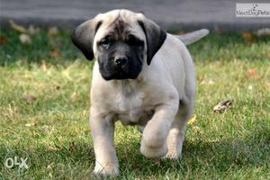 FRENCH KENNEL Bull Mastiff puppy male only