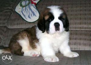 FRENCH KENNEL = ST.BERNARD puppies super show quality