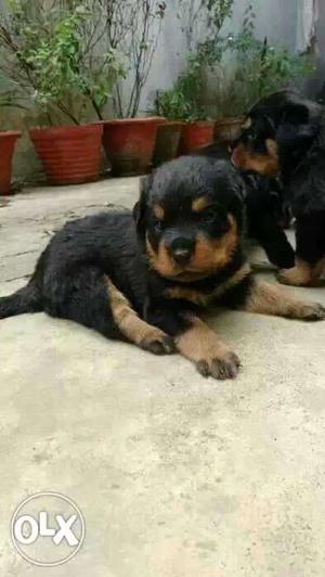 Female  Rottweiler puppies available male