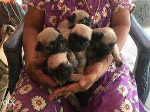 Five Fawn Pug Puppies