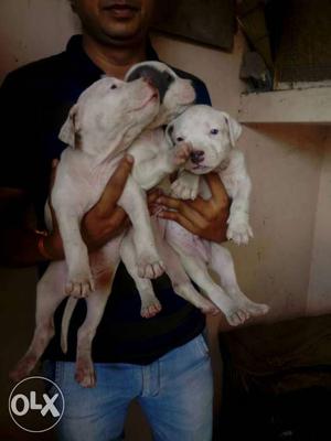 For Sell American Pittbull puppy Top Quality 100%