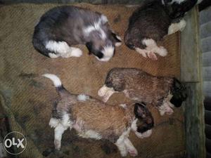 Four Brownish-white Saint Bernard Puppies