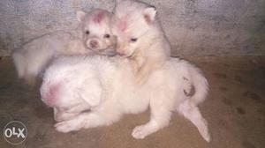 Four White Indian Spitz Puppies