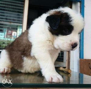 French kennel Best Quality St. Bernard Puppies