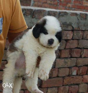 French kennel Female ST.BERNARD male required.
