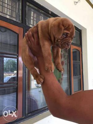 French mastiff male n female available with kci