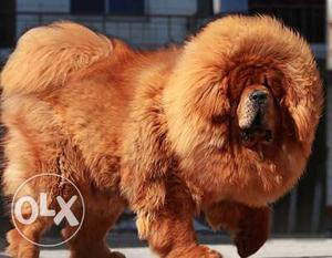 GO Kennel in Big Gid Tibetan mastiff pupps Super Best Linges