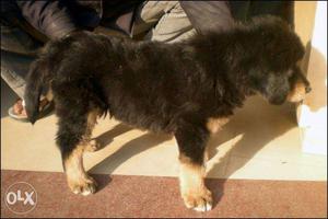 Gaddi dog for sale or exchange with pug