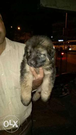 German Shepherd double coat female puppies