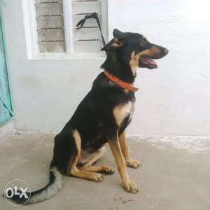 German Shepherd female dog only 9 month dog for