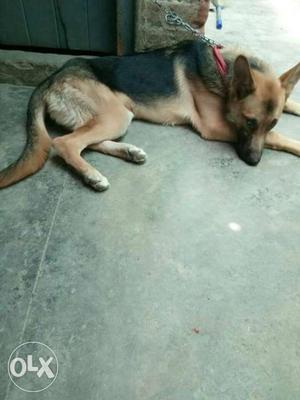 German Shepherd male and female 7 months old