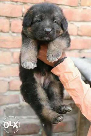 German Shepherd male pure and dual coat. and
