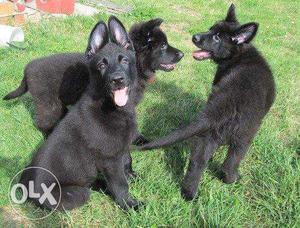 Go kennel at Extraordinary Best Black German shepherd pupps