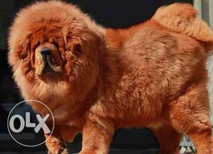 Go kennel in Big Lions double china Tibetan mastiff puppies