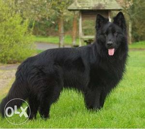 Go kennel in Import verys Gud black German shepherd puppy