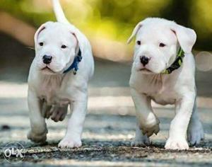 Go kennel in #Imported Top Dogo argentino puppies Very cute