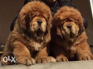 Go kennel in Lions Big Tibetan mastiff puppies HIGH quality