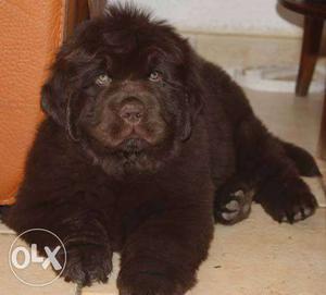 Go kennel in Quality Imported Newfoundland puppies for selll