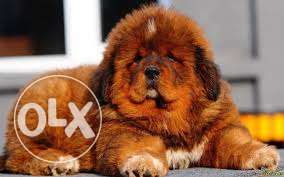 Go kennel in Super imported best Tibetan mastiff puppy pure