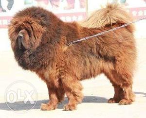 Go kennel in Very Top Head double bone Tibetan mastiff puppy