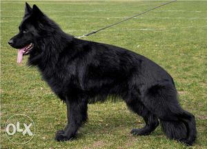 Go kennel in Very full heavy Black german shepherd puppies