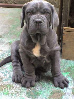 Go kennel in best pure Neapolian mastiff puppy for sell