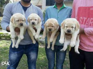 Golden Labrador female available in pure quality.
