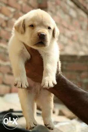 Golden Labrador male puppy pure quality.