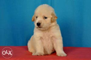 Golden Retriever Male puppy sales
