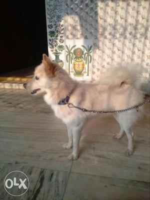 Golden colour spitz for sell