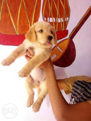 Golden retriever Female puppies available male