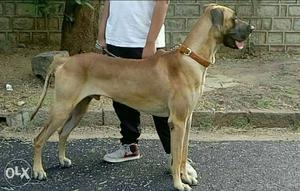 Good lineage fawn colour Great dane male