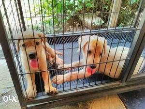 Good quality Labrador female puppies available