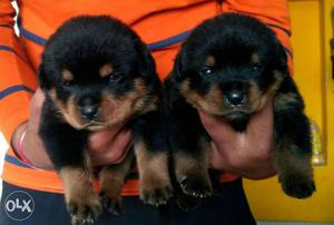 Good quality healthy rottweiler puppies n all breed pupp