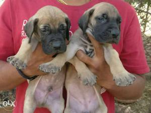 Greatdane male puppies available all breeds