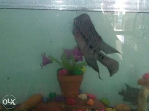 Grey Flowerhorn In Fish Tank