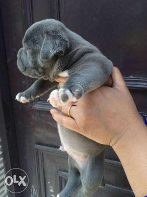 Grey Pitbull Puppy