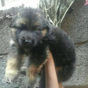 Gsd male and female puppies available