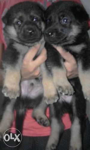 Gsd puppies available
