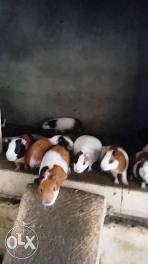 Guinea Pig pair for sale