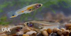 Guppy fry 200+ guppies available each 5 Rs